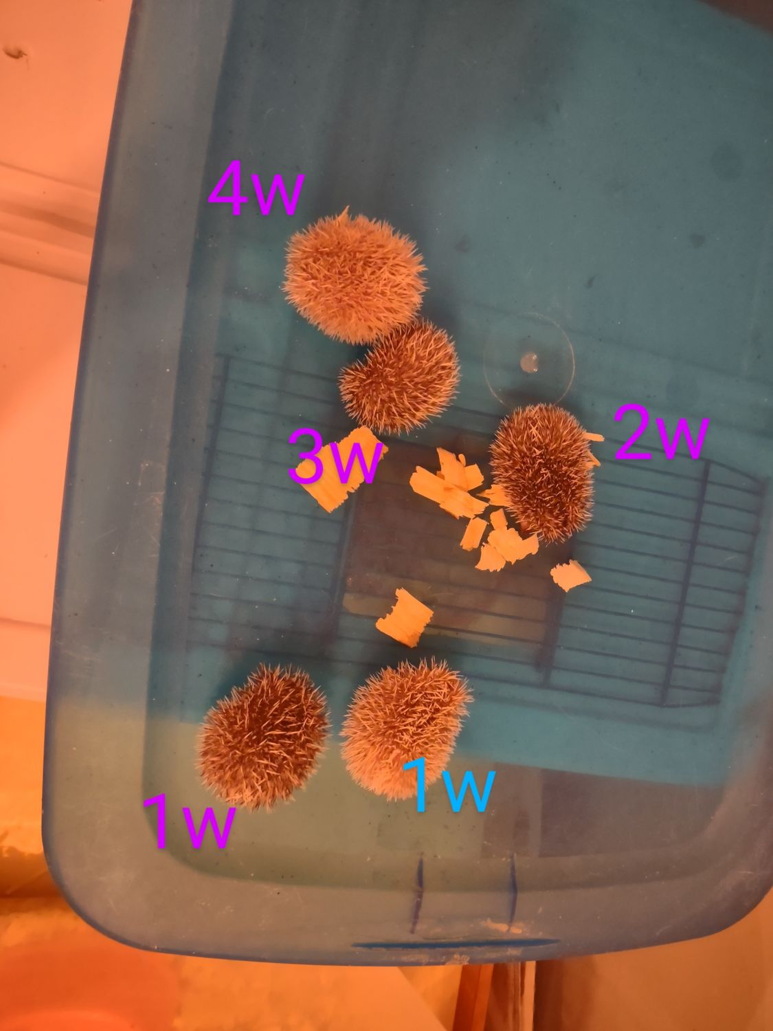 Baby hedgehogs