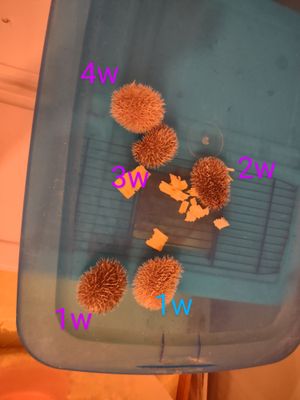 Baby hedgehogs