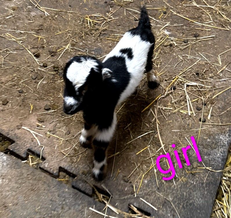 Baby goats in stock