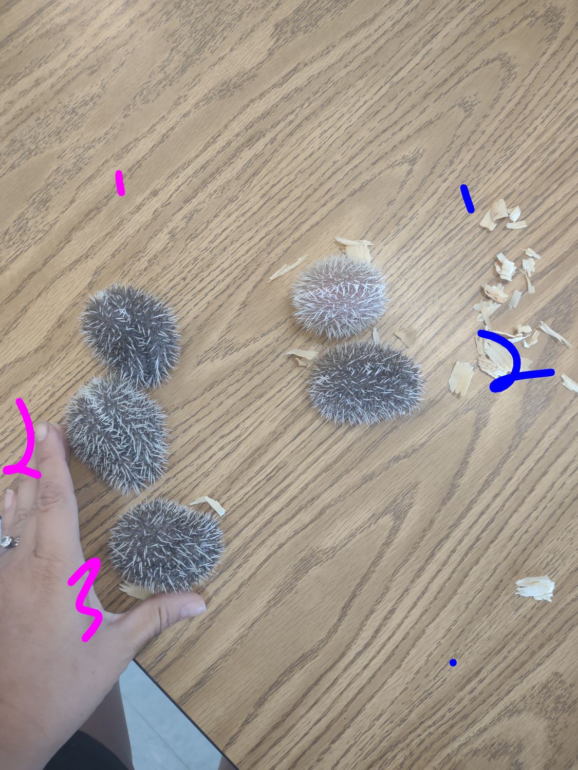 Baby hedgehogs