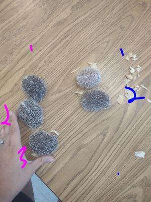 Baby hedgehogs
