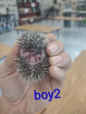 Baby hedgehogs soon to come