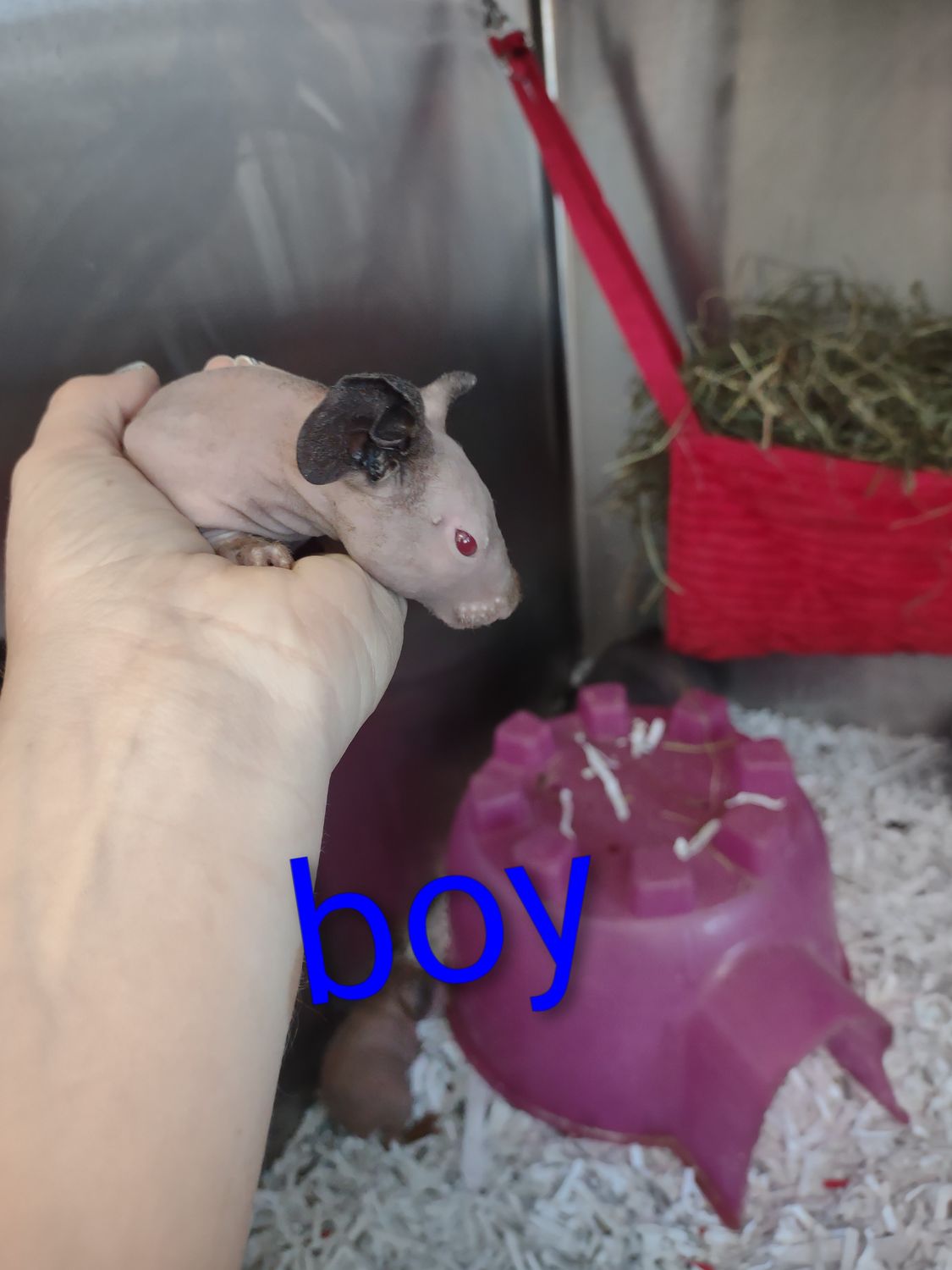 Baby hairless guinea pig out of stock