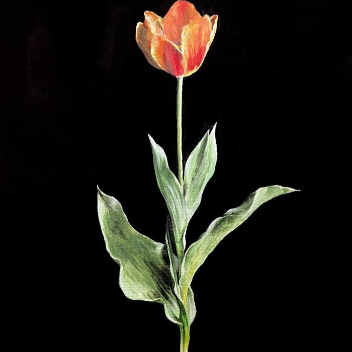Local Artist Prints, Image: Whole Tulip, Size: 5&quot;x7&quot;