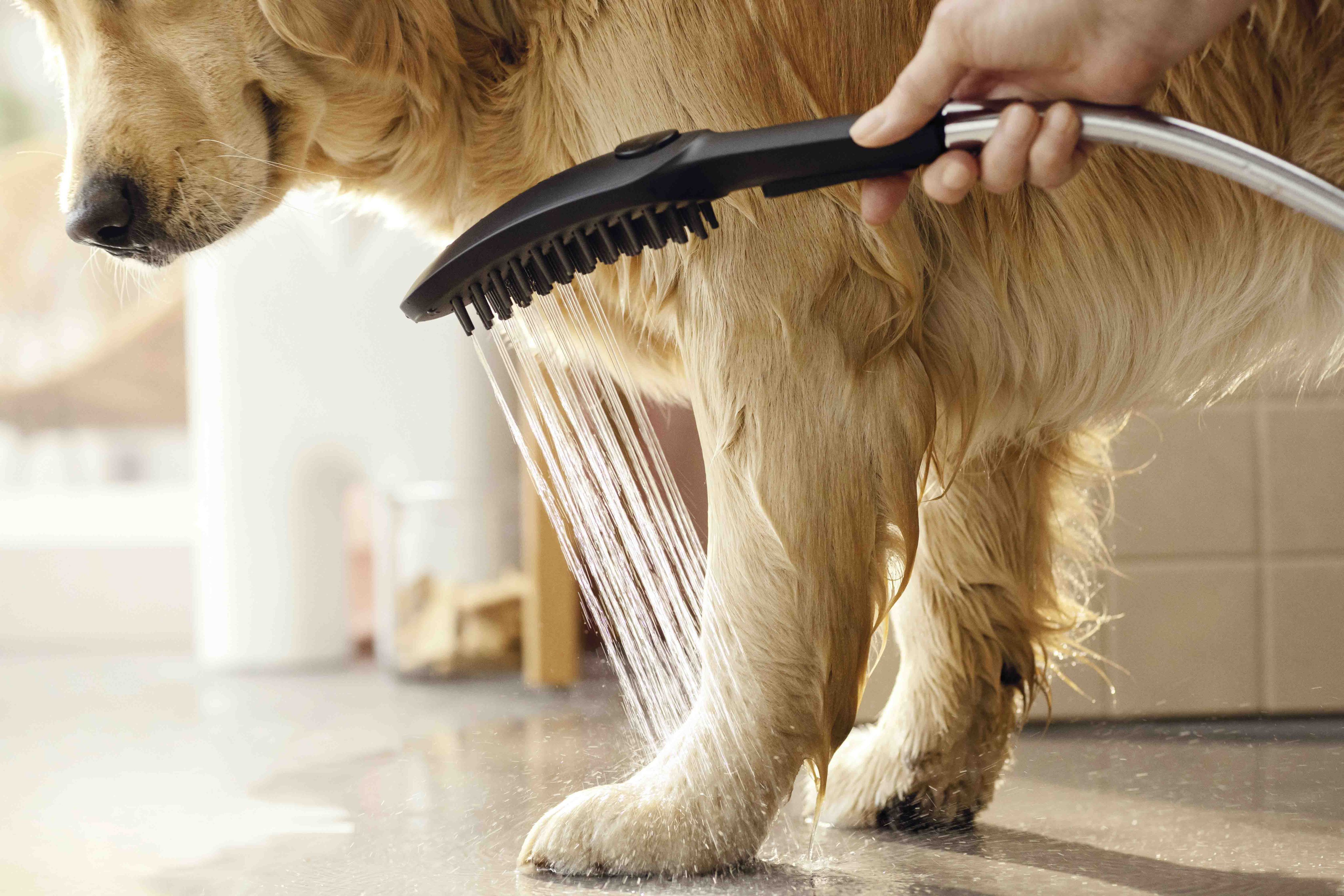 Douchette à main pour chien Hansgrohe 150 3 jets en noir mat - vue 6
