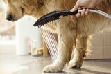 DogShower Douchette pour chien 150 3jet avec buses massantes