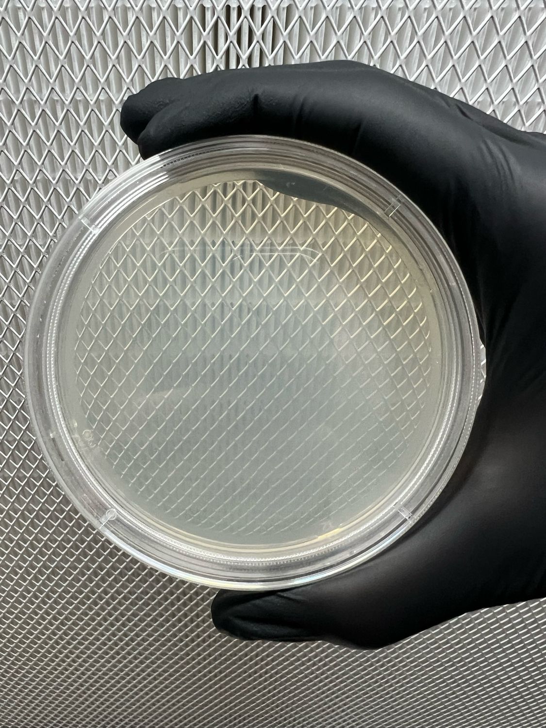 Light Malt Extract Agar