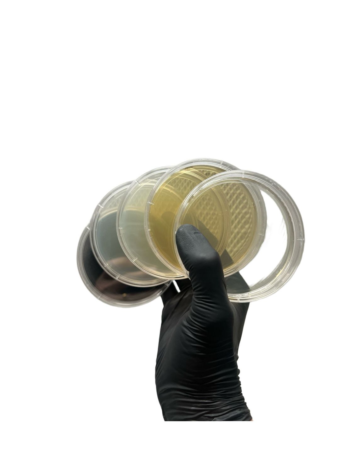 Petri Dish Combo