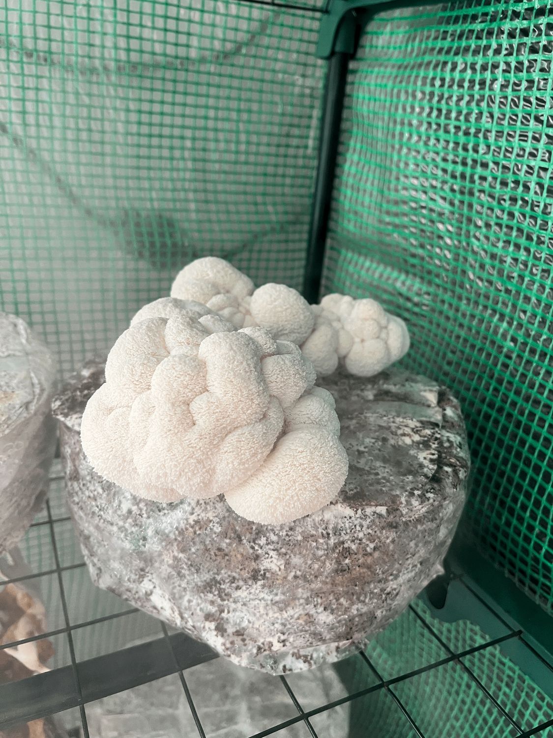 Lions Mane