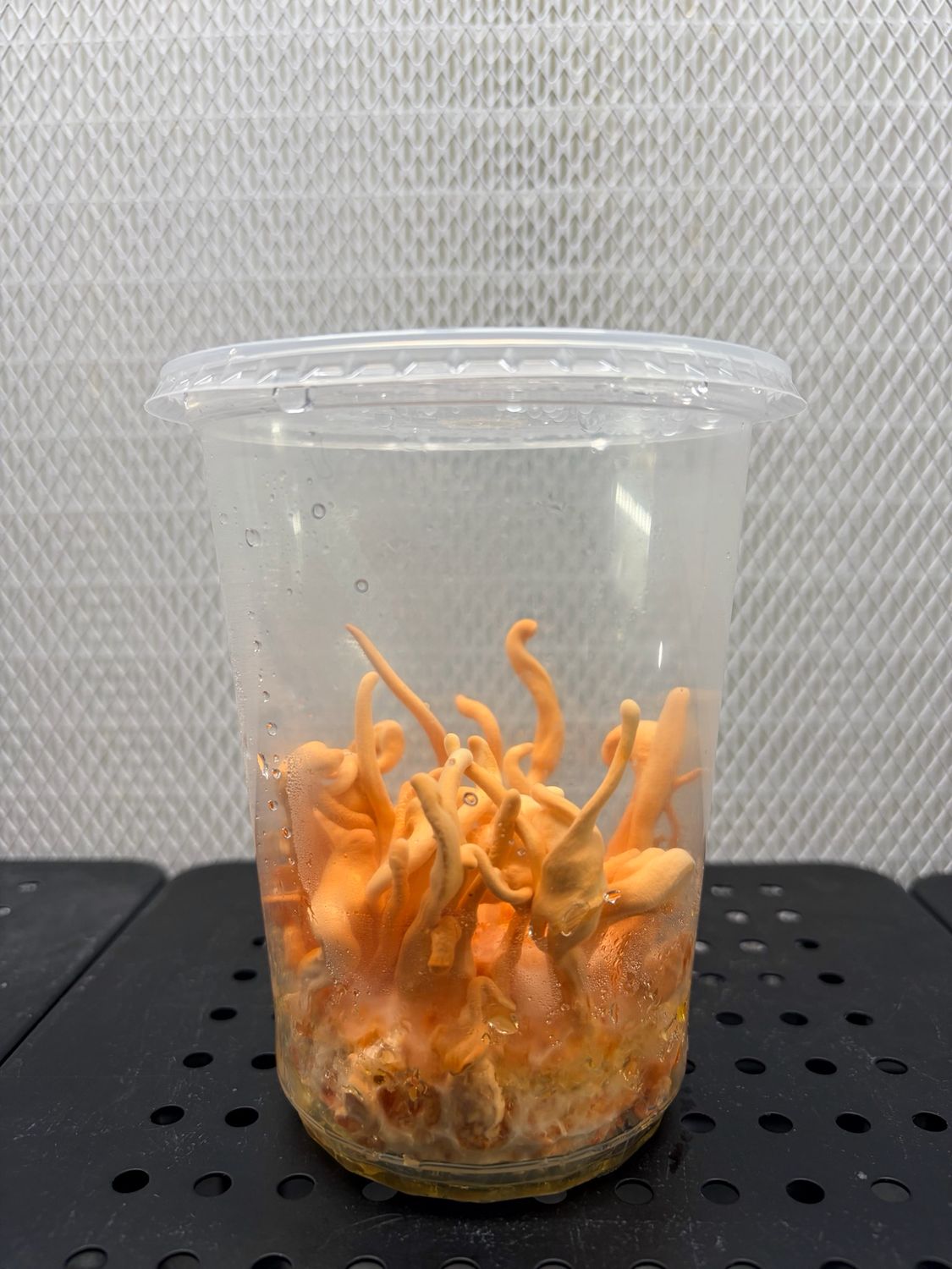 Cordycep Militaris