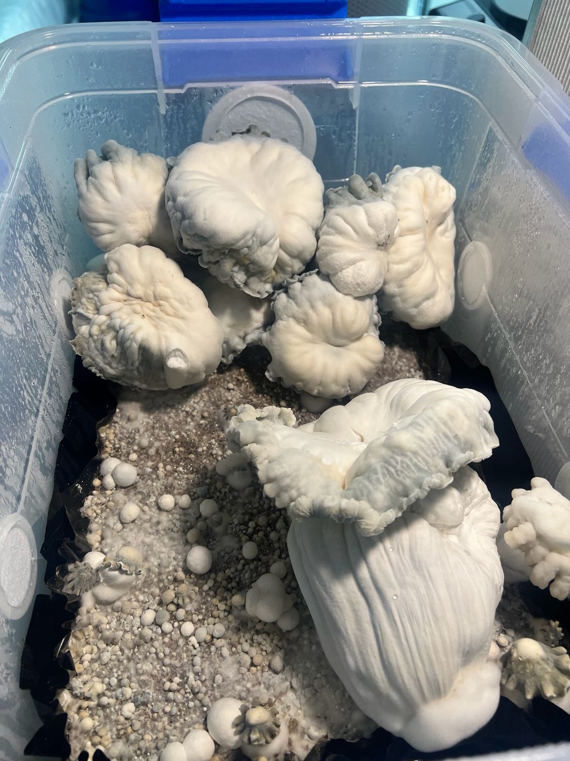 Shatki Blue Mutant