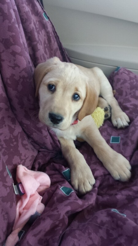 Adoption Session