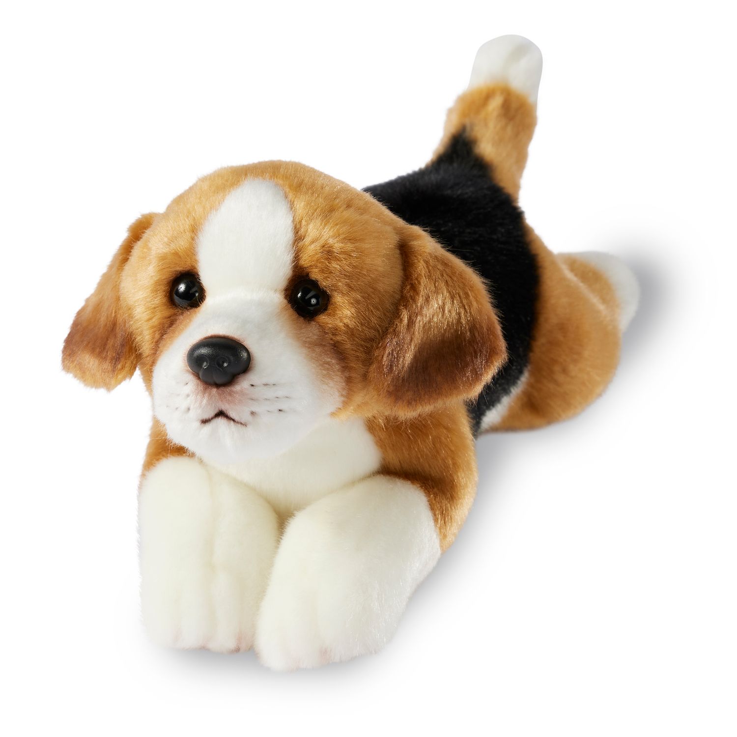 Giffa Beagle Anthony