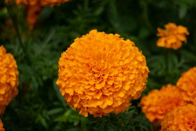 Marigold