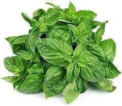 Herb