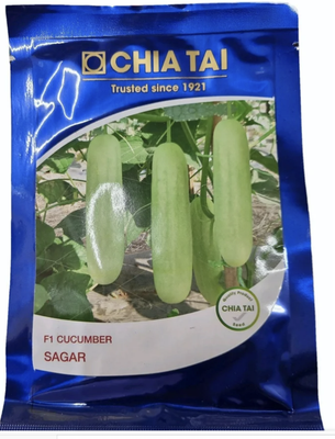 Cucumber Chiatai Sagar