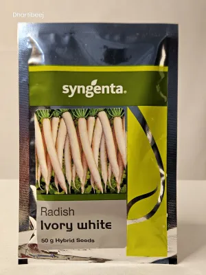 Radish Ivory White