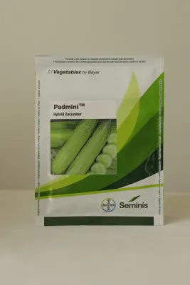 Cucumber Monsanto Padmini