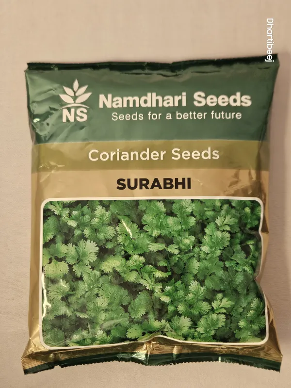 Coriandar Ns Surabhi