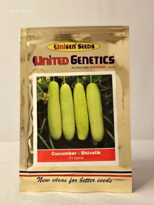 Cucumber United Shivalik