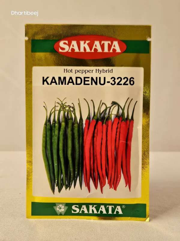 Chilli Sakata Kamadenu