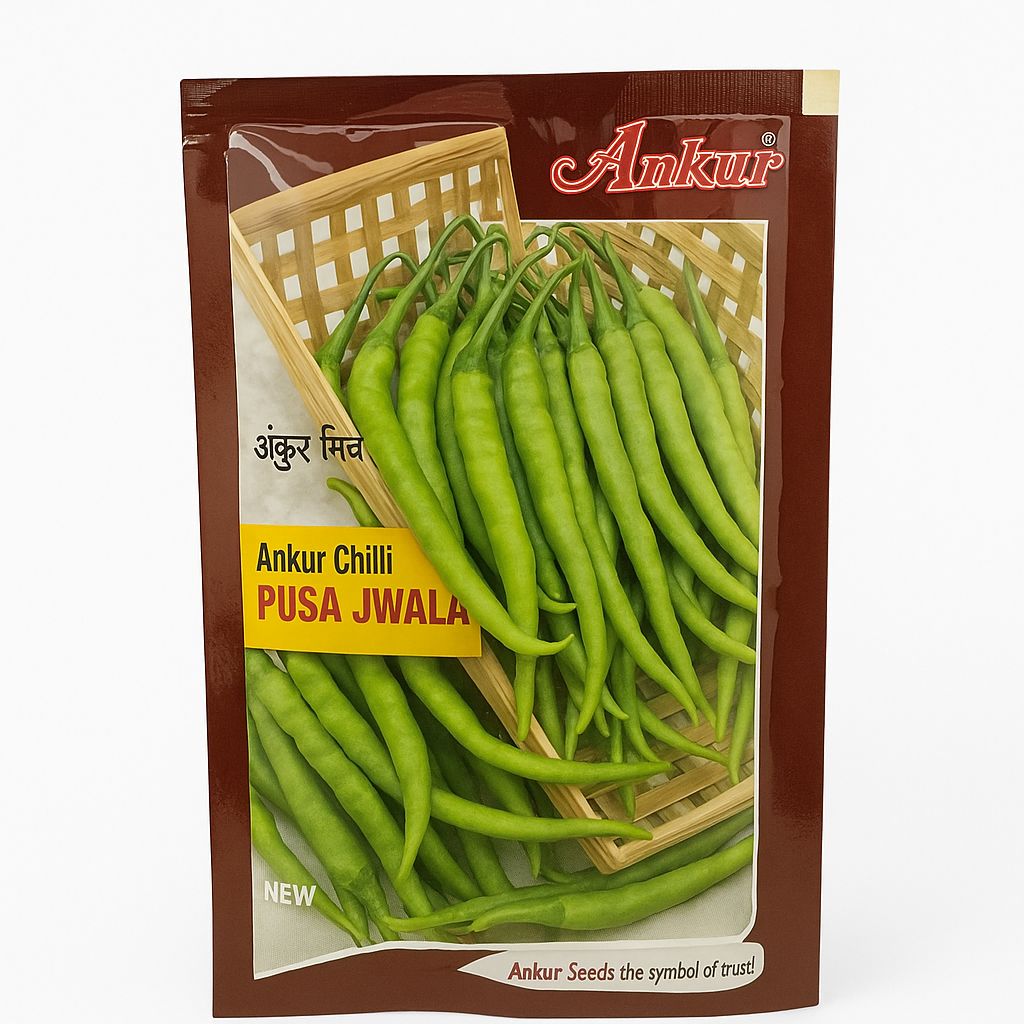 Chilli Ankur Pusa Jwala