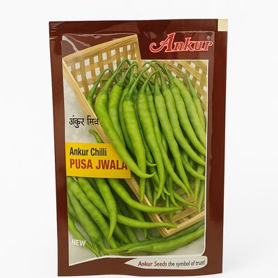 Chilli Ankur Pusa Jwala