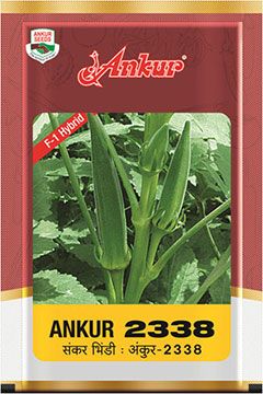 Bhendi Ankur 2338