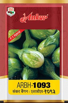 Brinjal Ankur Arbh 1093