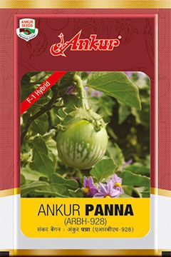 Brinjal Ankur Panna (Arbh-928)