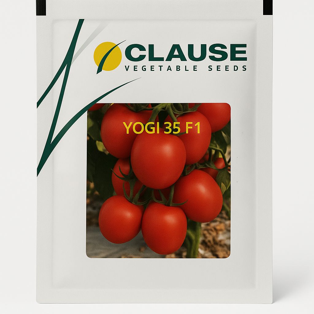 Tomato Clause Yogi 35 F1
