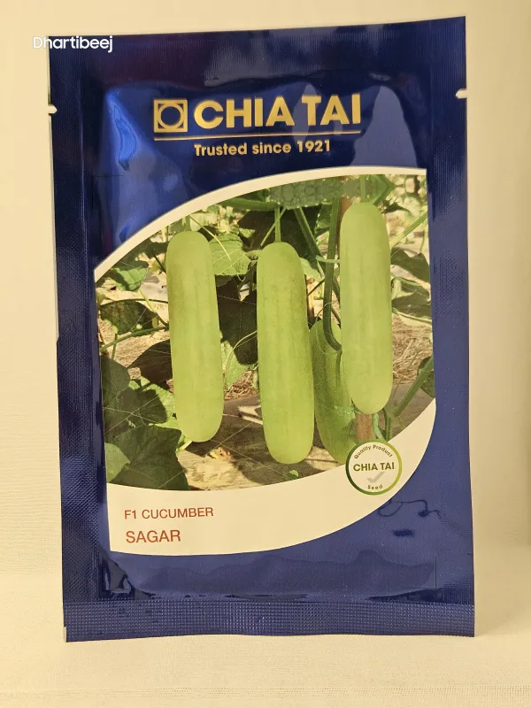 Cucumber Chiatai Sagar