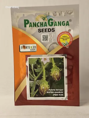 Brinjal Panchaganga Super Gaurav