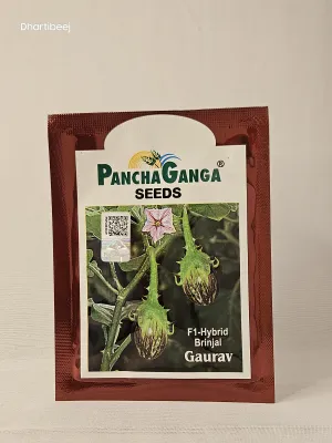Brinjal Panchaganga Gaurav