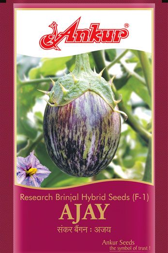 Brinjal Ankur Ajay