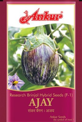 Brinjal Ankur Ajay