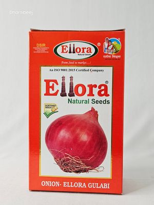 Onion Ellora Gulabi