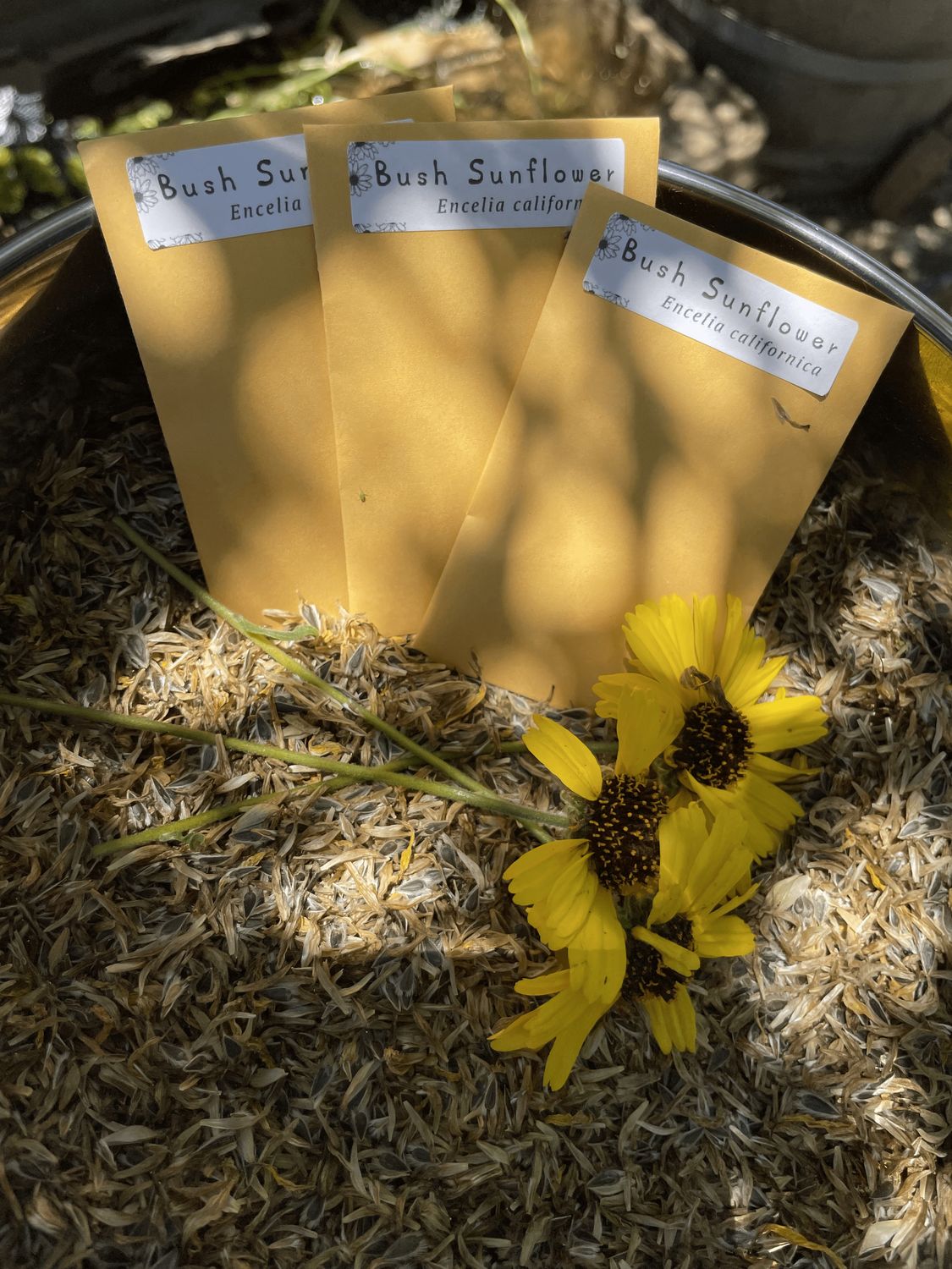 California bush sunflower (Encelia californica) seeds