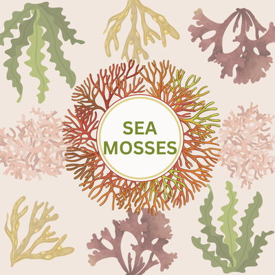 Sea Mosses