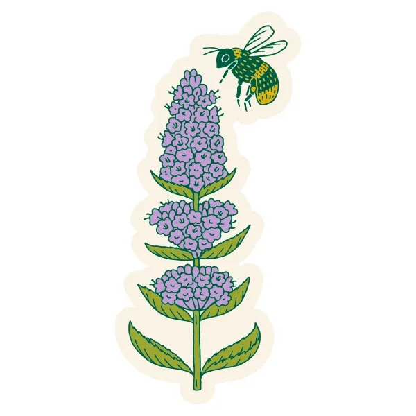 Anise Hyssop &amp; Bumble Bee