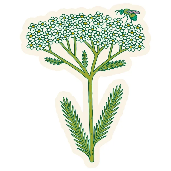 Yarrow &amp; Native Bee