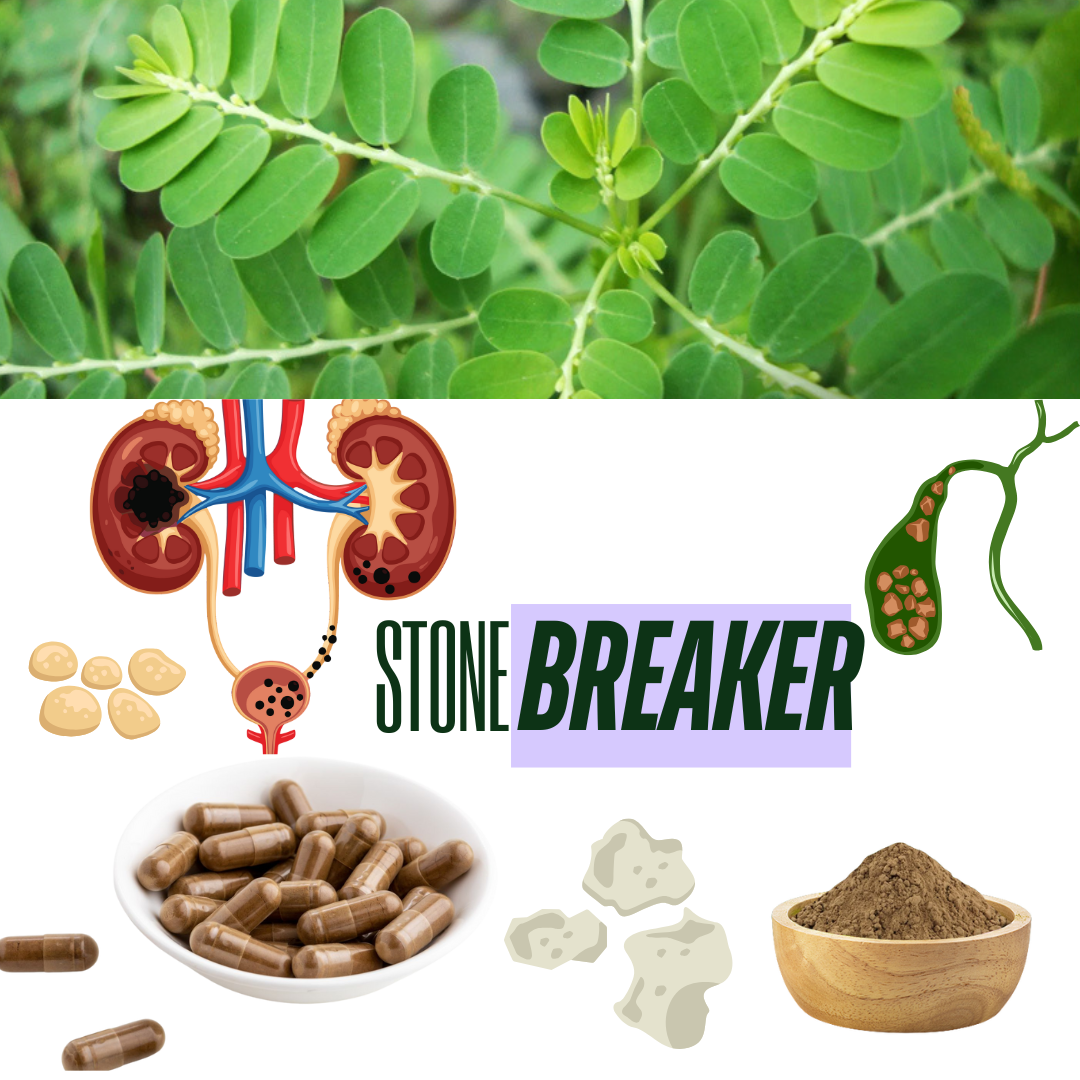 Chanca Piedra (Stonebreaker)