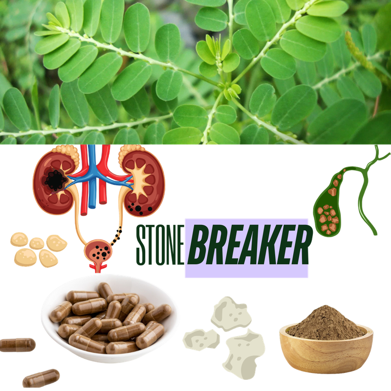 Chanca Piedra (Stonebreaker)