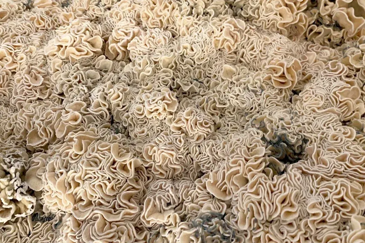 MUSHROOMS