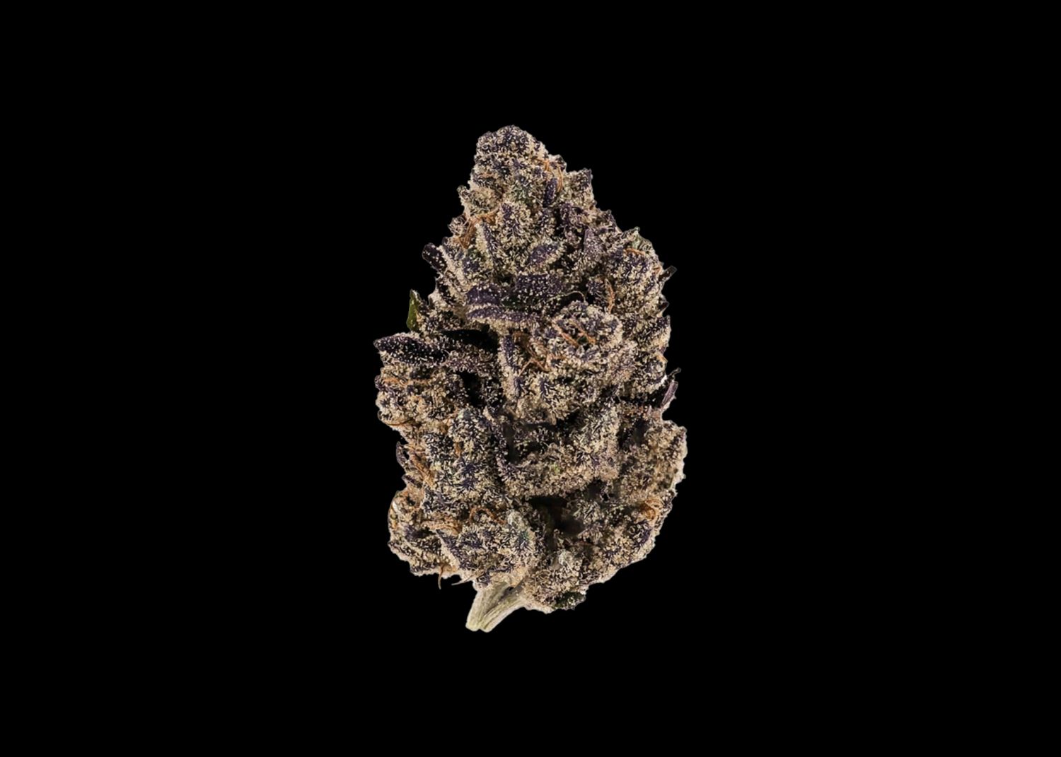 TROP NIGHTSHADE