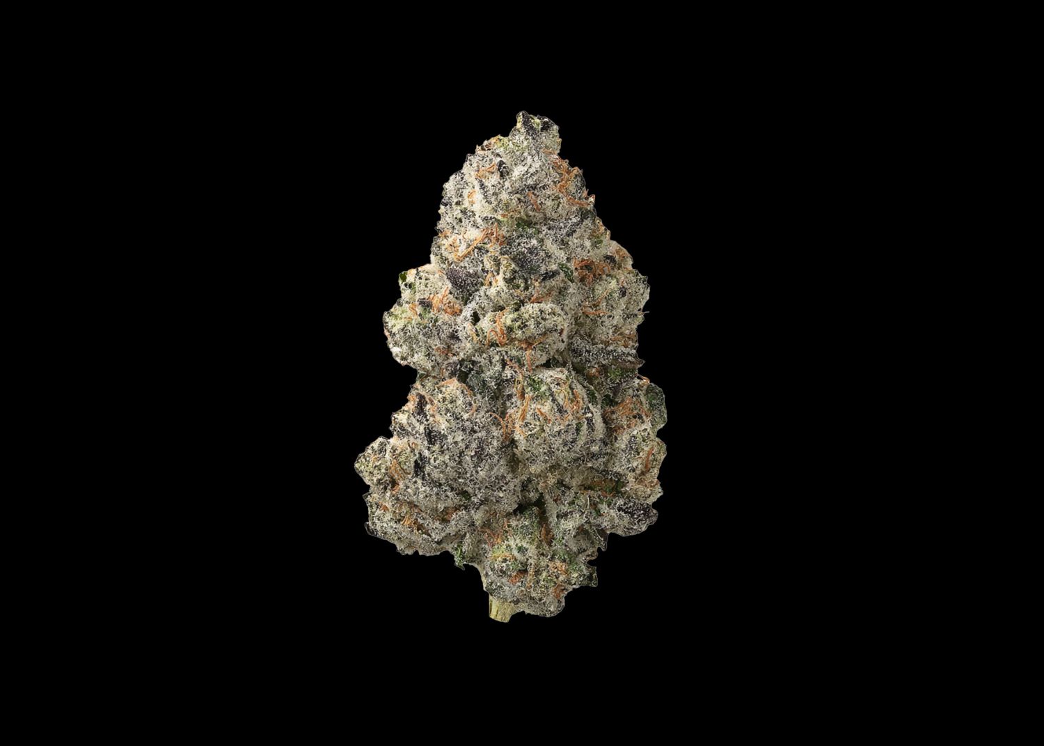 BLOOBERRY BELTZ