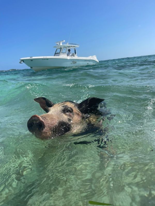 Rose Island Experience (Half Day)