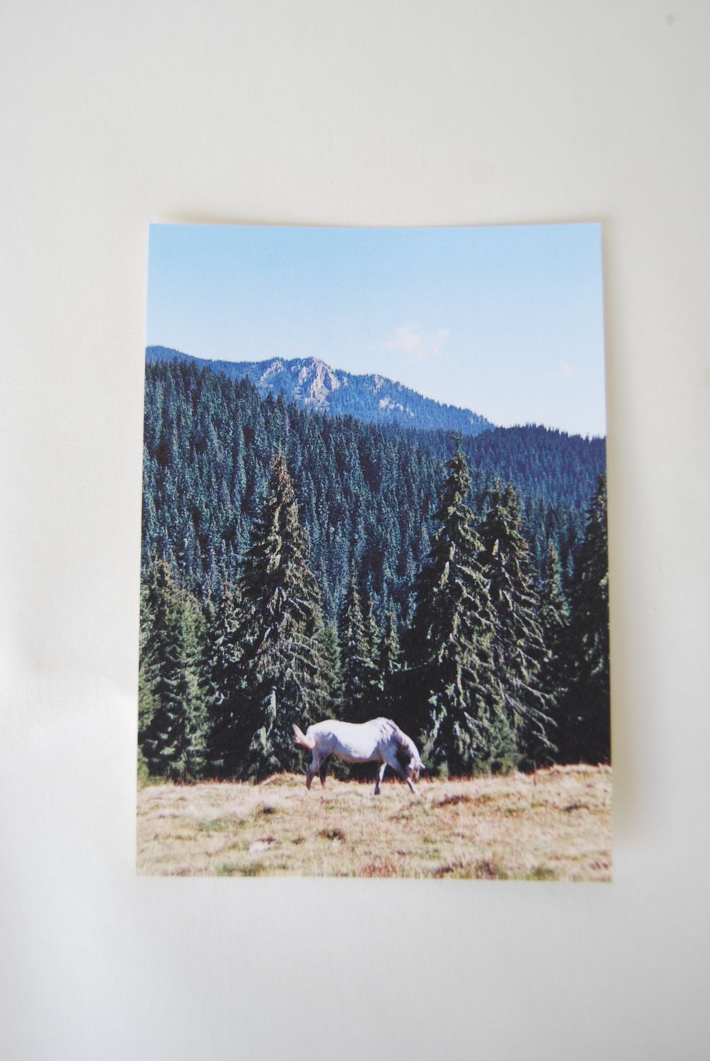Wild horses postcard
