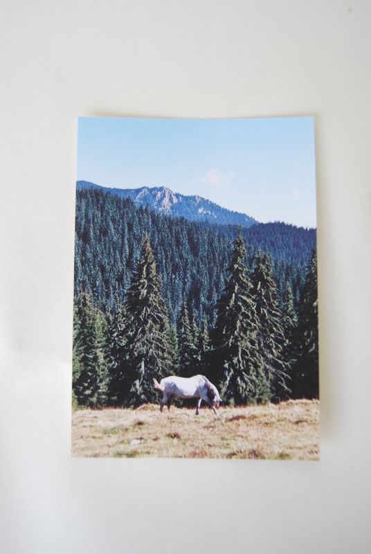 Wild horses postcard