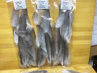 Duck Quills Gray Assorted Sizes